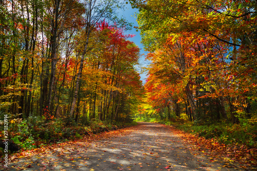 Fototapeta Naklejka Na Ścianę i Meble -  A road in Ontario with beautiful Fall colours on both sides