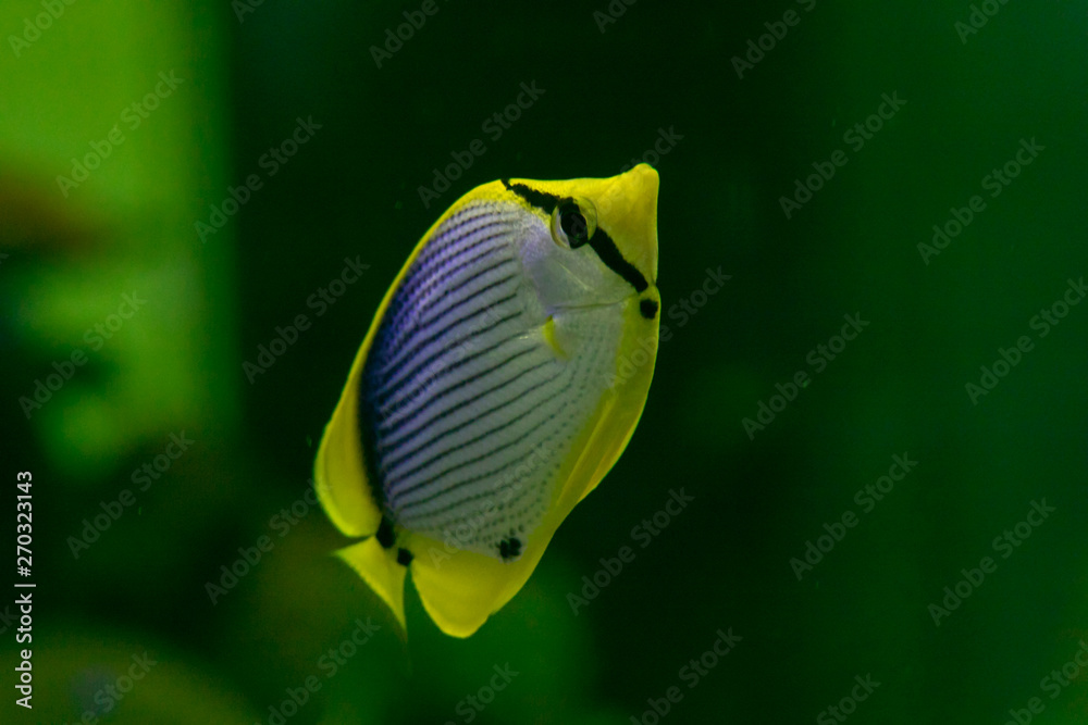 Naklejka premium Close up beautiful fish in the aquarium on decoration of aquatic plants background. A colorful fish in fish tank.