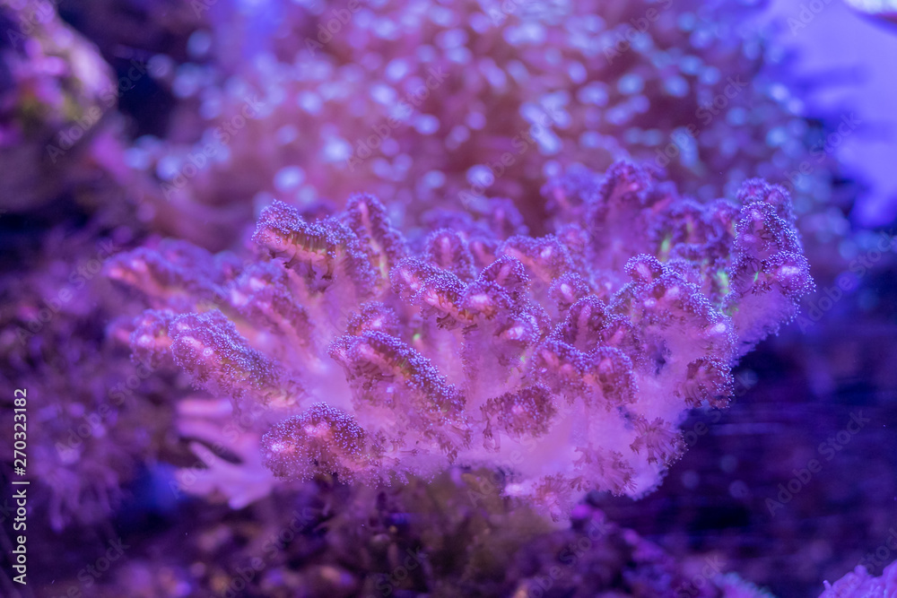 Beautiful sea flower in underwater world with corals and fish. Nature background. Beautiful sea flower in underwater world with corals and fish. Nature background.