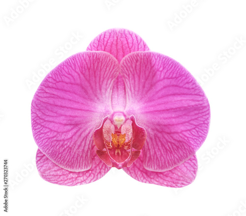 Colorful pink phalaenopsis orchids flowers with line patterns blooming isolated on background with clipping path , natural ornamental plants