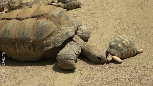 The Aldabra giant tortoise and the Radiated tortoise sunbathing together, 4K photo