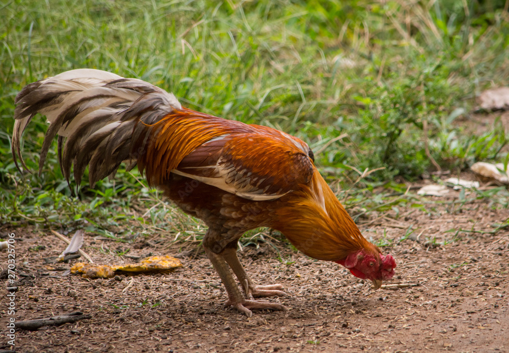 Fototapeta premium Chicken in the field at local Thailand