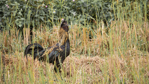 Chicken in the field at local Thailand
