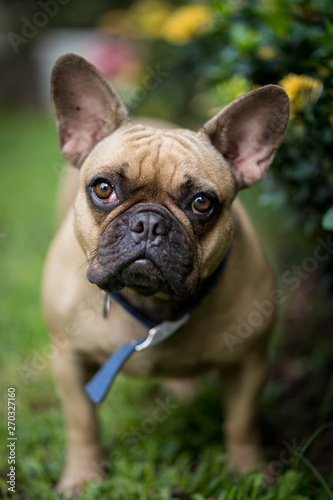 Cute french bulldog is playing in the park © tienuskin