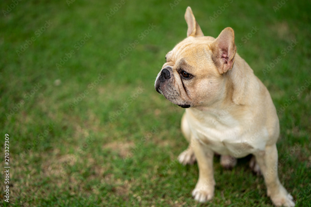 Cute french bulldog is playing sitting down in the park to let it's owner taking the picture Cute french bulldog is playing sitting down in the park to let it's owner taking the picture