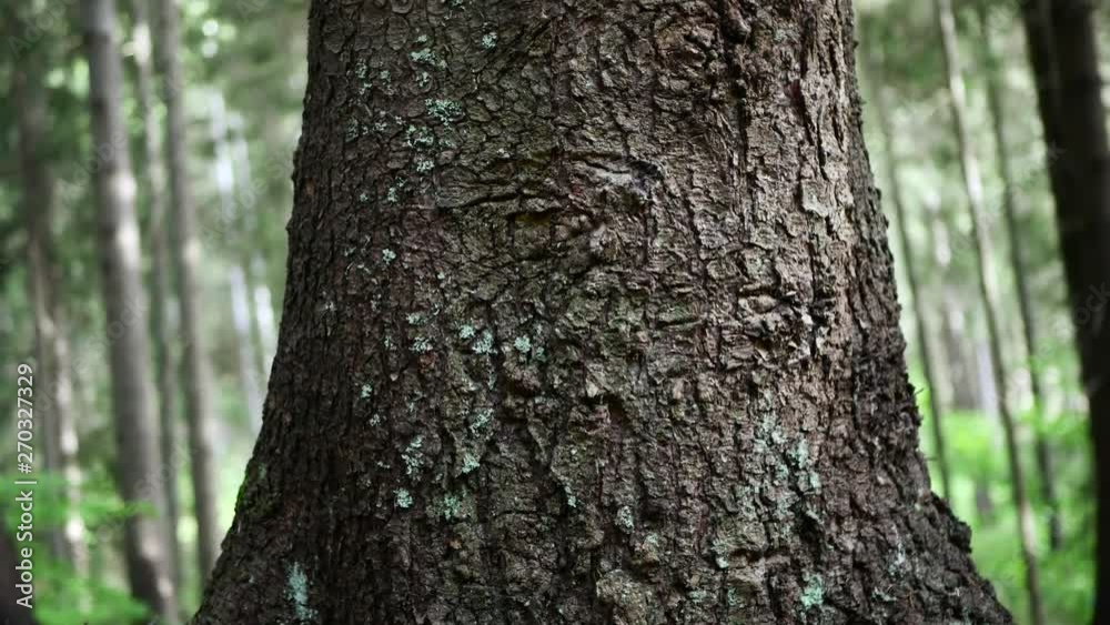 Pine crust tilt shot in the pine forest, shallow depth of field. Pine crust tilt shot in the pine forest, shallow depth of field.