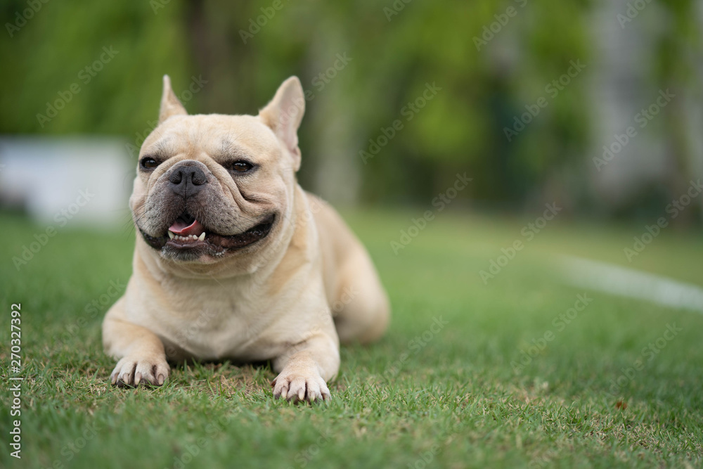 Cute french bulldog is playing sitting down in the park to let it's owner taking the picture Cute french bulldog is playing sitting down in the park to let it's owner taking the picture