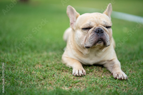 Cute french bulldog is playing sitting down in the park to let it's owner taking the picture © tienuskin
