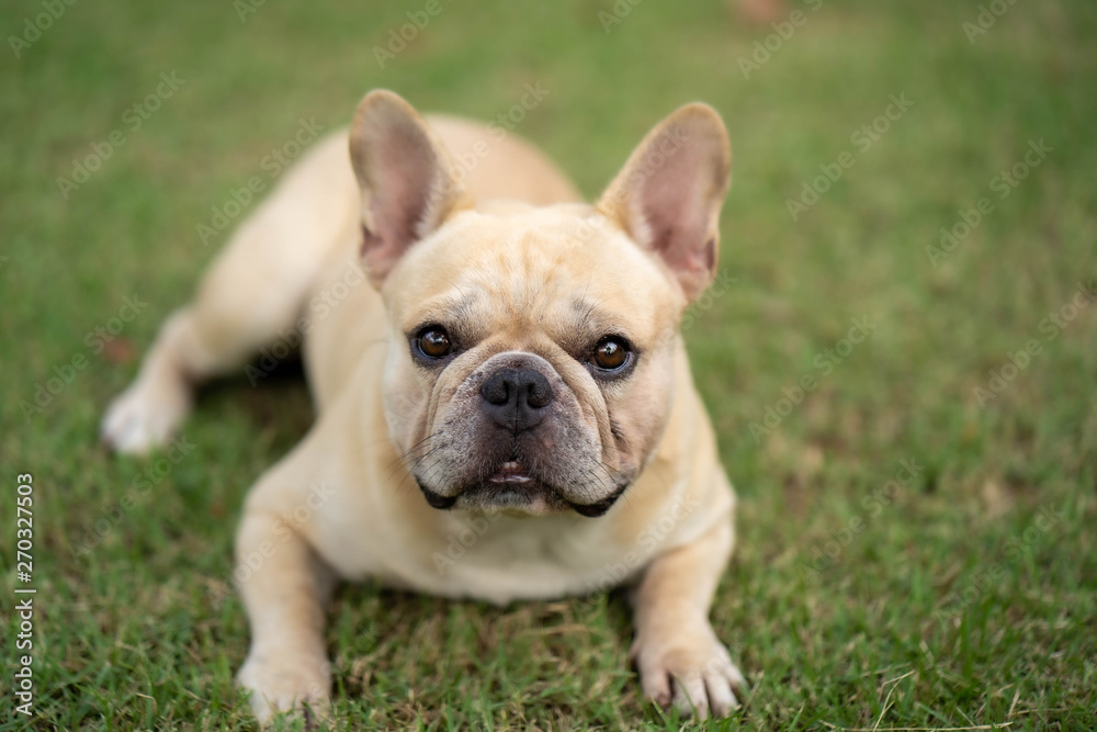 Cute french bulldog is posting picture in front of the owner.