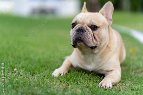 Cute french bulldog is posting picture in front of the owner.