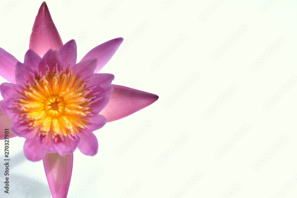 Water Lily on white background 