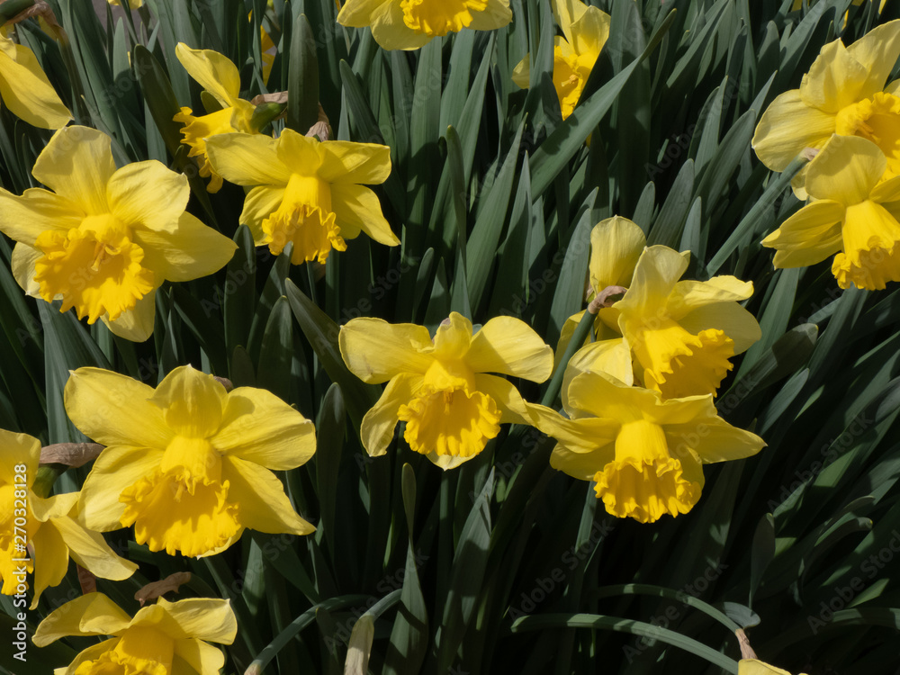 several bright yellow doffodils in full bloom several bright yellow doffodils in full bloom