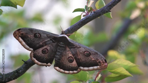 Beautiful female of the Giant peacock moth, Saturnia pyri . The largest European night butterfly. Wildlife animal. Great peacock moth, giant emperor moth, or Viennese emperor in nature habitat