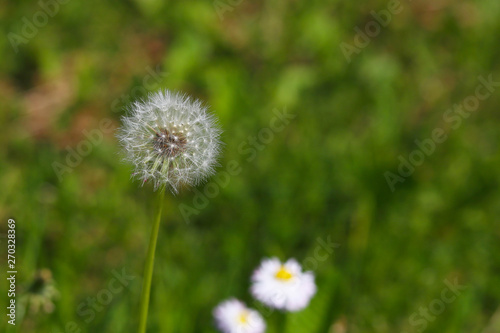 ripe dandelion with white hat on green background