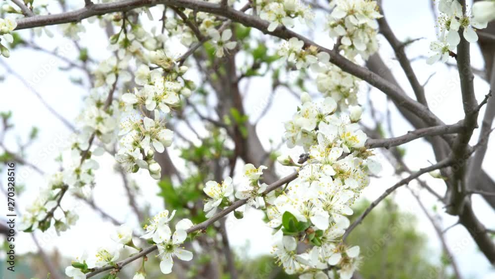 Beautiful floral spring nature background. Branches of cherry blossoms.