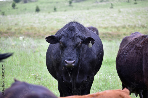 Black Angus Cow photo