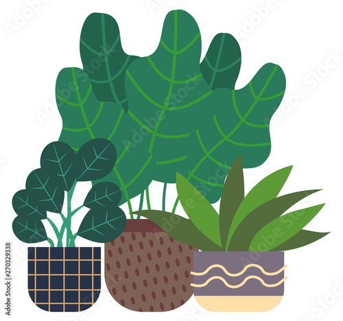 Flowers growing in pots vector, flat style planted flowers, organic decor for home. Rubber plant, houseplants flowerpots with ornaments and lines