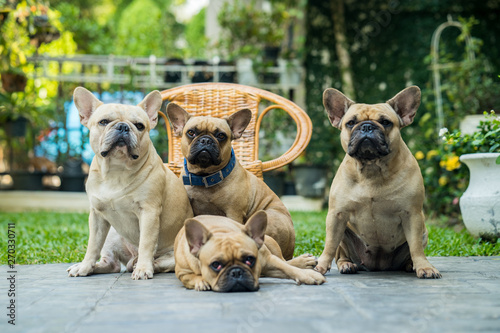 French bulldogs is sitting down taking family photo
