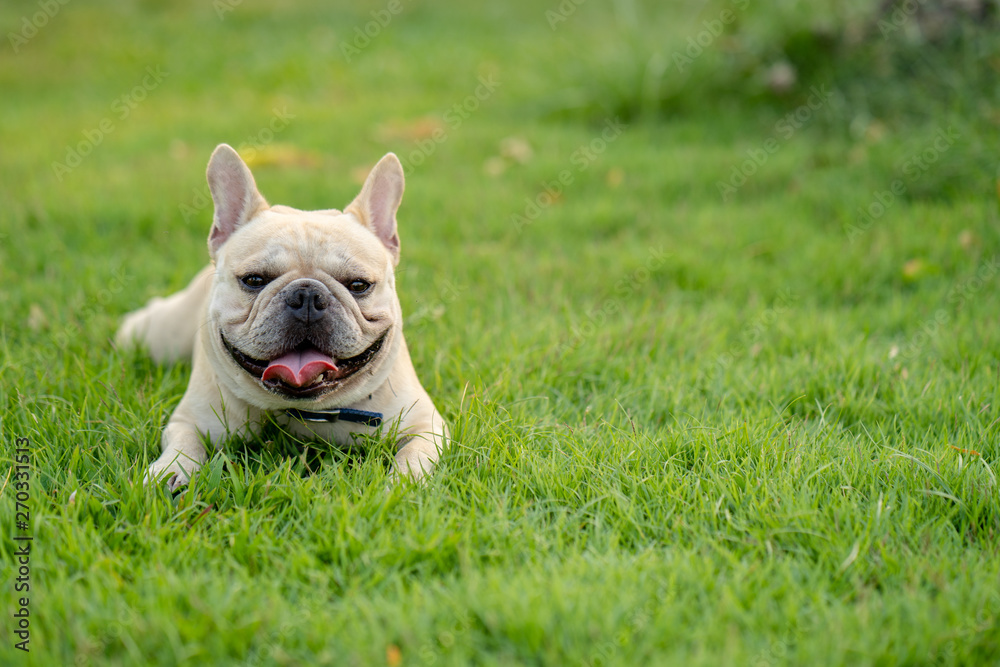 Cute french bulldog is walking around with his owner in the park. Cute french bulldog is walking around with his owner in the park.