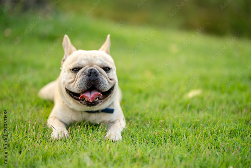 Cute french bulldog is walking around with his owner in the park. Cute french bulldog is walking around with his owner in the park.
