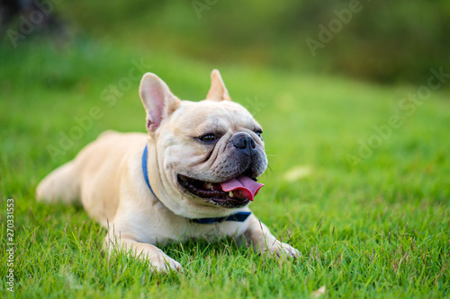 Cute french bulldog is walking around with his owner in the park.