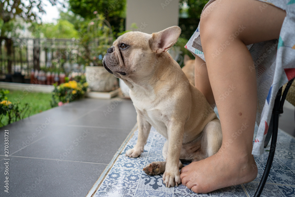 French bulldog is sitting down with his owners in the moring