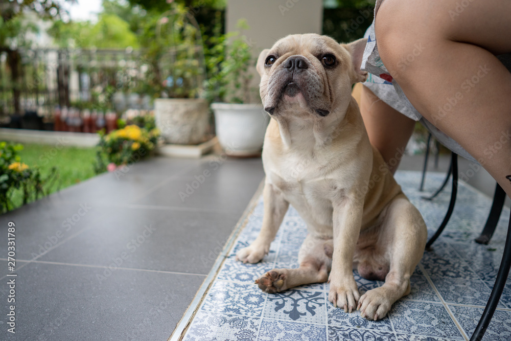 Obraz premium French bulldog is sitting down with his owners in the moring