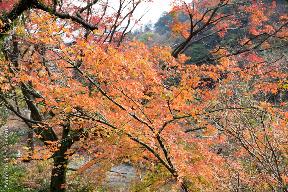 Japanese red maple leaves at autumn. Japan Japanese red maple leaves at autumn. Japan