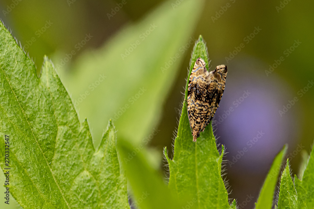 Fototapeta premium Nature