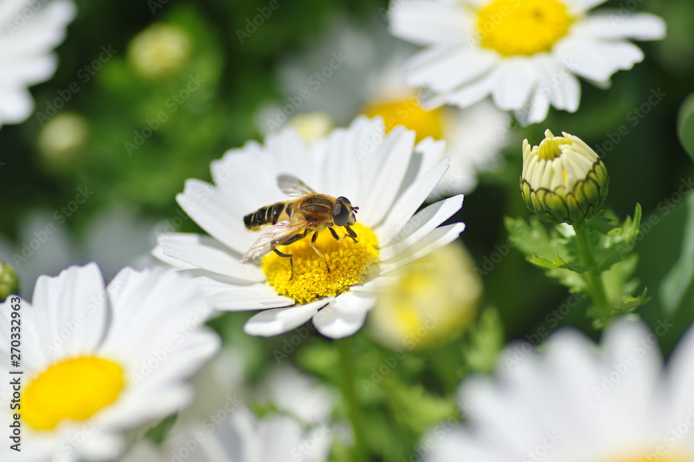 Obraz premium ハナアブ