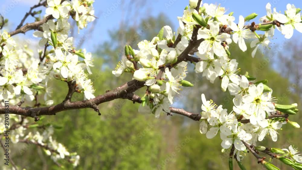 Beautiful floral spring nature background. Branches of cherry blossoms.
