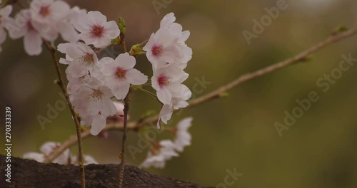 Cherry blossom at the park daytime cloudy closeup photo