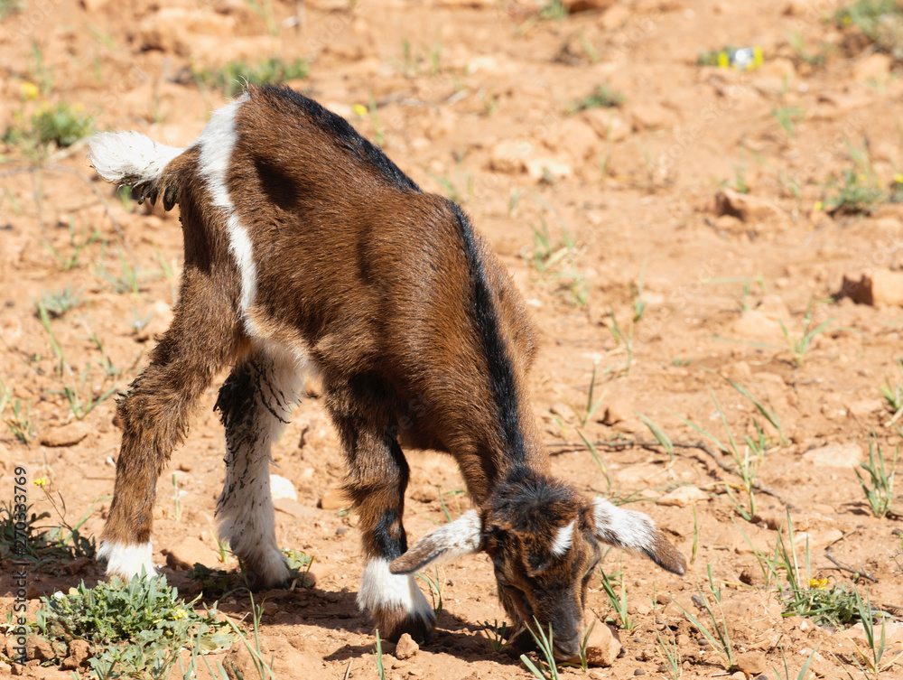 Fototapeta premium Goats in Trees eating the Argan fruit