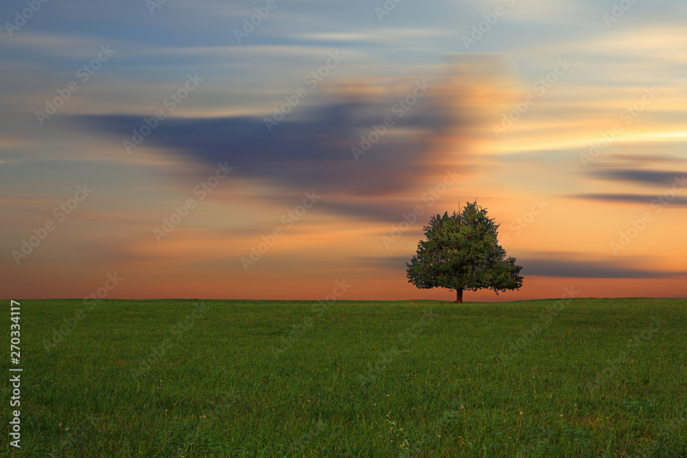 Sunset landscape view of a beautiful lonely tree on a hill with animated clouds