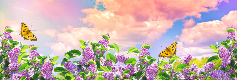 Lilac flowers and butterflies in garden against the blue sky with spectacular clouds - obrazy, fototapety, plakaty 