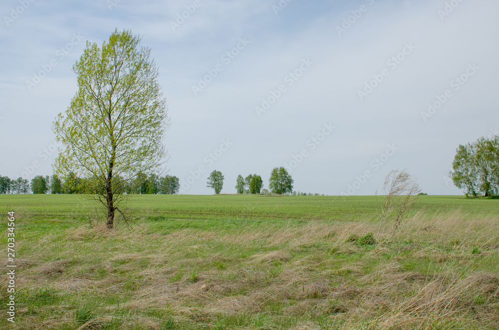 landscape the wood in the spring to Siberia Russia landscape the wood in the spring to Siberia Russia