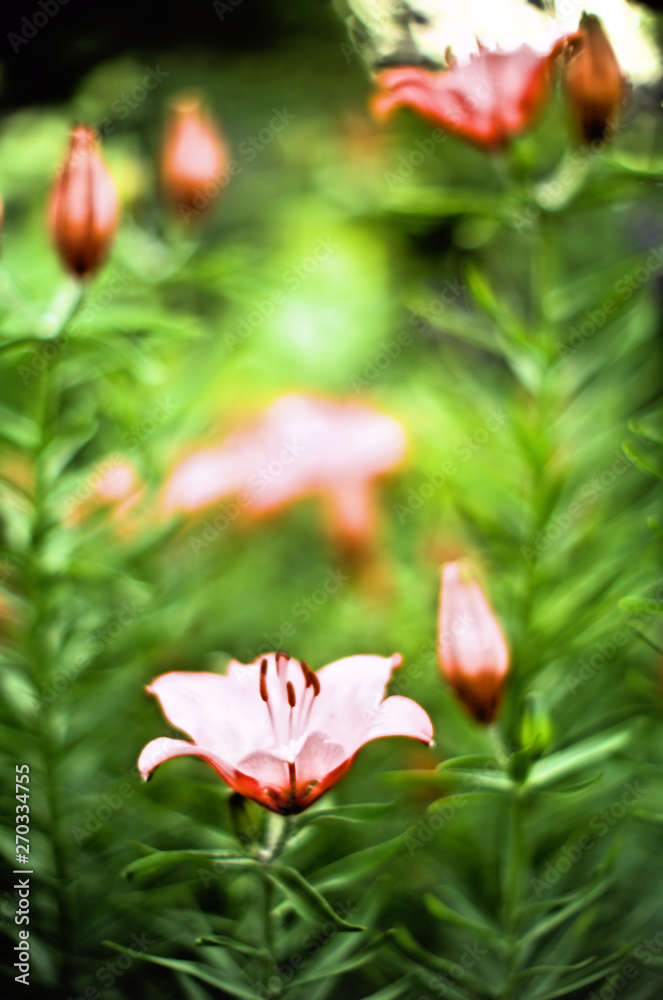 Naklejka premium orange lilies with rain drops on a blurred background of green leaves