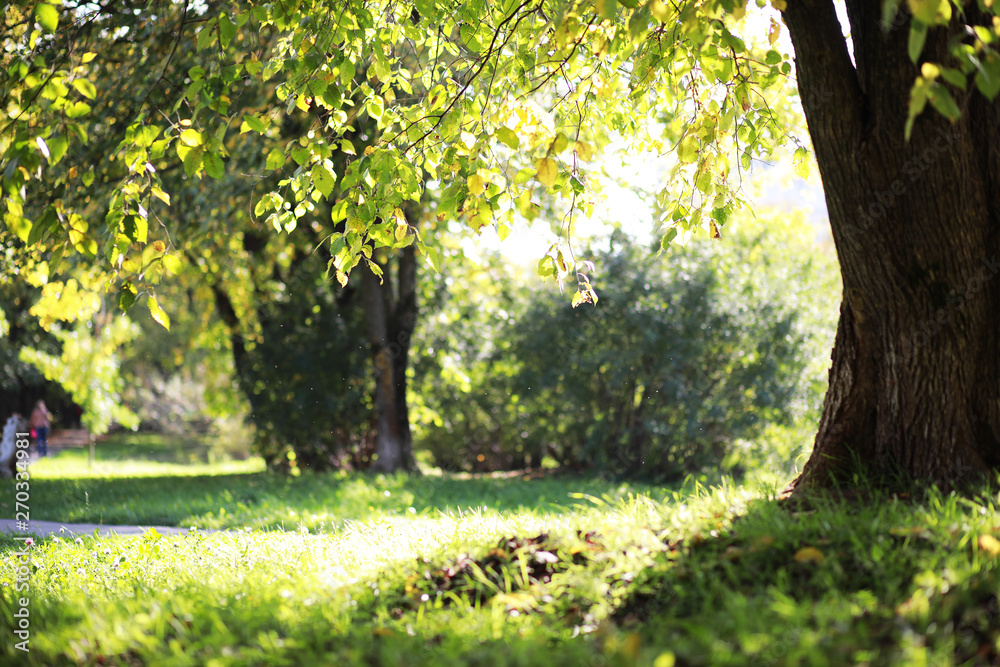 Fototapeta premium End of summer season in the park