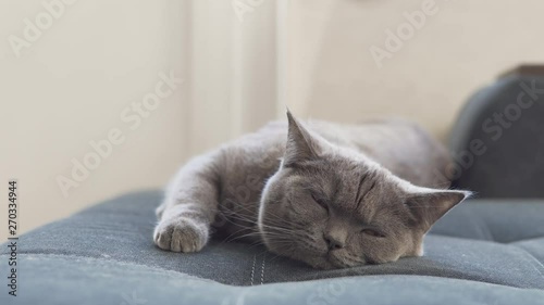 British cute cat relaxing on blue sofa