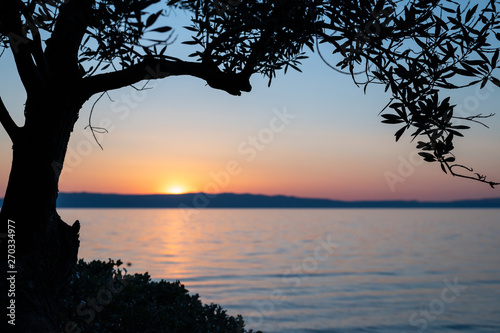 Sunset and olive tree branches at the beach of Cres © Stefan