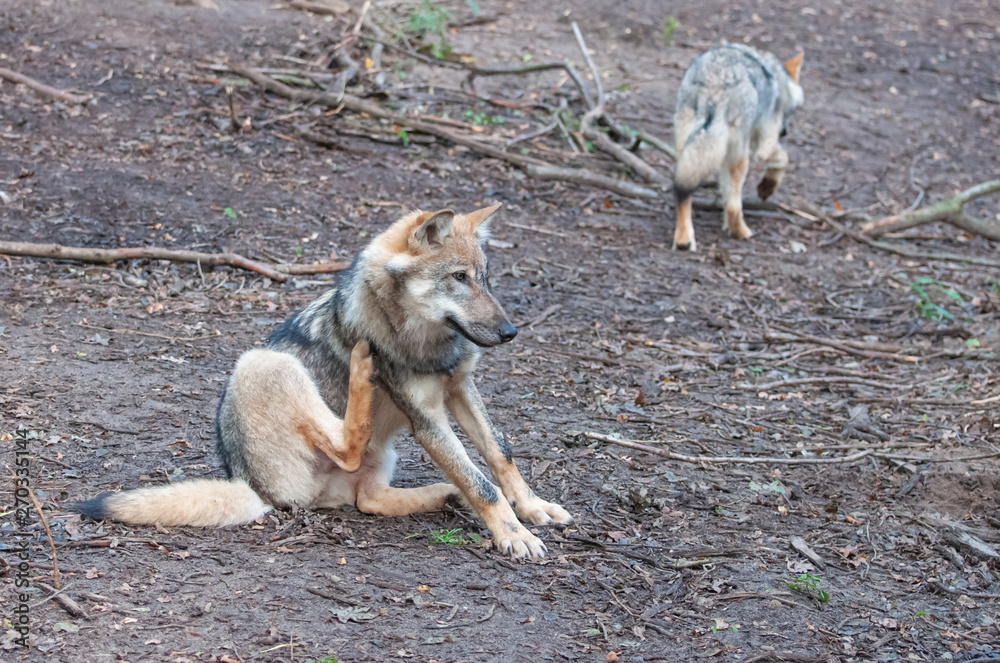 Obraz premium A young wolf in the forest scratching itself