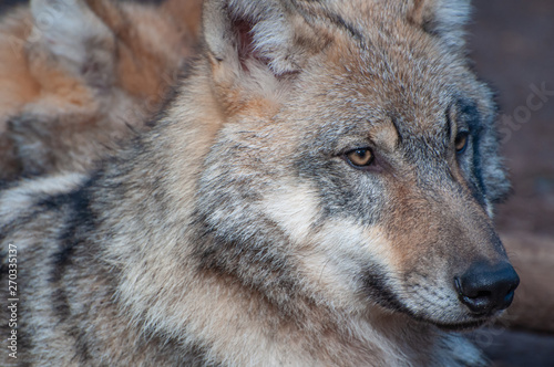 Portrait of a wolf