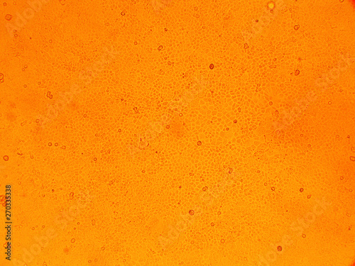 cell virus Micro organism view from microscope