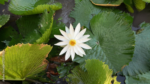 beautiful white lotus water lily flower bloom in a pond