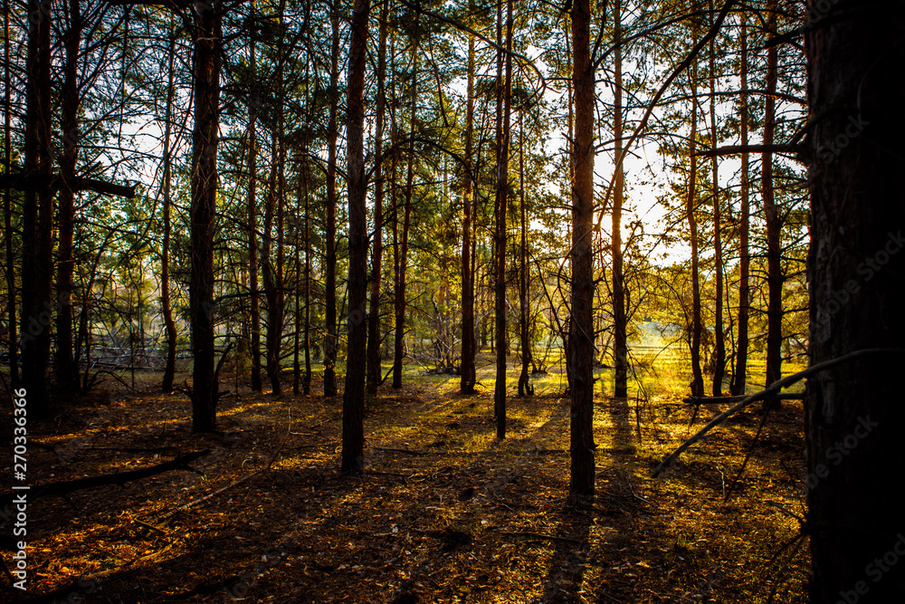 Fototapeta premium dawn in a pine forest.