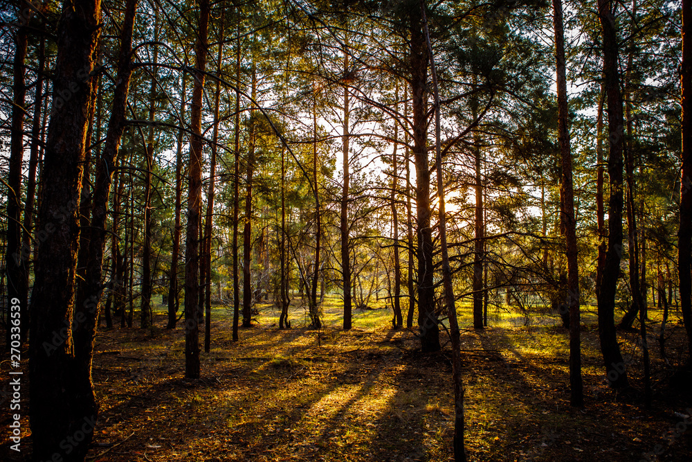 dawn in a pine forest. dawn in a pine forest.