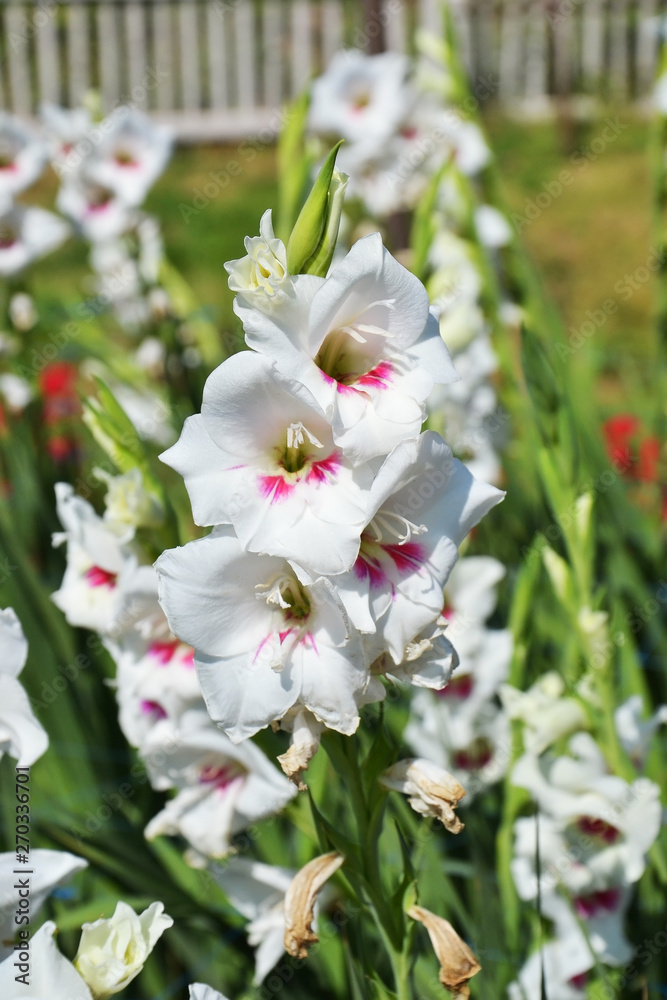 Fototapeta premium gladiolus grandiflorus flower