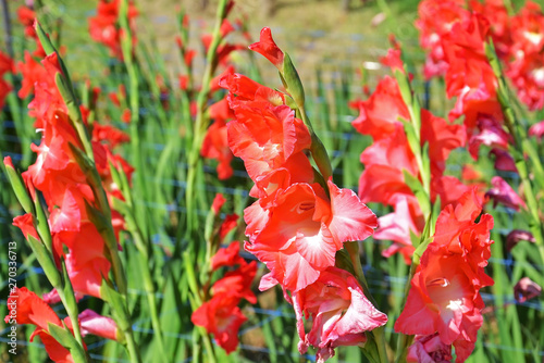 Obraz na płótnie gladiolus grandiflorus flower
