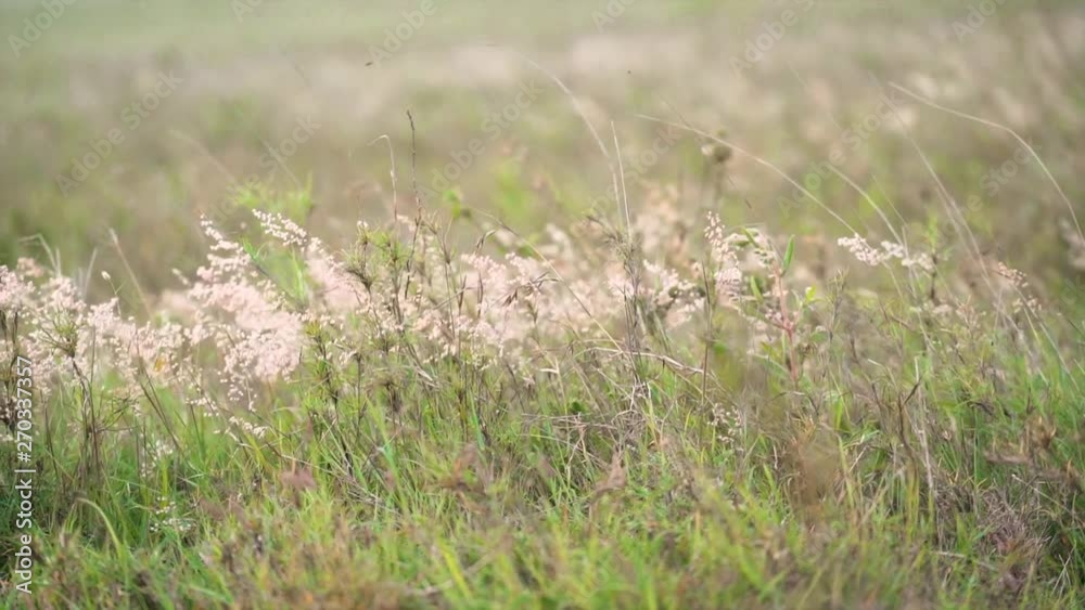wild grass in nairobi national park slow motion 60p wild grass in nairobi national park slow motion 60p