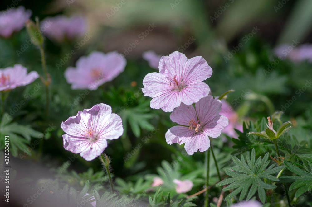 Geranium sanguineum Striatum beautiful ornamental park flowering plant, group of light pink white flowers in bloom, green leaves Geranium sanguineum Striatum beautiful ornamental park flowering plant, group of light pink white flowers in bloom, green leaves